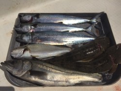 「LaGooN」蒼陽丸 日和号　 釣果