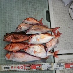 チャモロ 釣果
