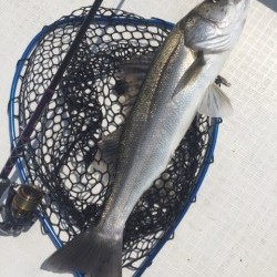 「LaGooN」蒼陽丸 日和号　 釣果