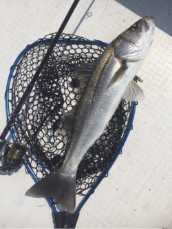 「LaGooN」蒼陽丸 日和号　 釣果