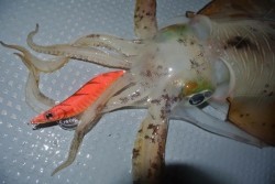 South Current 釣果