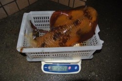 South Current 釣果