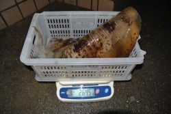 South Current 釣果