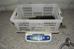 South Current 釣果