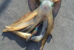 South Current 釣果