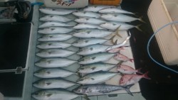 エムズジャーク（M’s JERK） 釣果