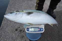 ワープゾーン 釣果