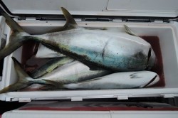 ワープゾーン 釣果