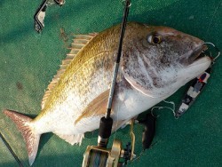 明日丸 釣果
