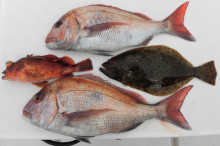 ＪＤＩ　Ｒａｃｉｎｇ　シールズマリンレジャ…