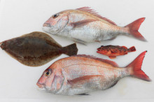 ＪＤＩ　Ｒａｃｉｎｇ　シールズマリンレジャ…