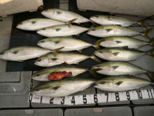 オーシャンスター(Ocean Star) …