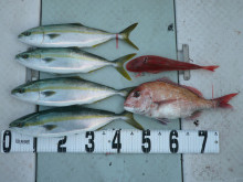 オーシャンスター(Ocean Star) …