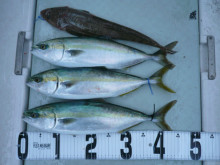 オーシャンスター(Ocean Star) …