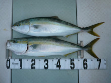 オーシャンスター(Ocean Star) …