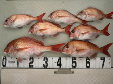 オーシャンスター(Ocean Star) …