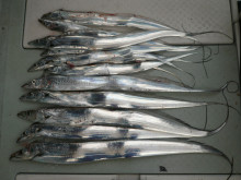 オーシャンスター(Ocean Star) …