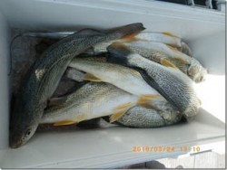 からこと丸 釣果