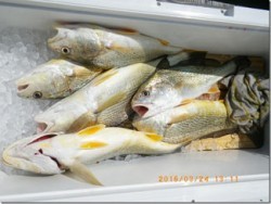 からこと丸 釣果