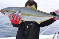 ジギング船 BLUEWATER 釣果