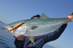 ジギング船 BLUEWATER 釣果