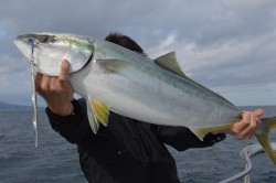 ジギング船 BLUEWATER 釣果