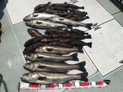 ふじしめ丸 釣果