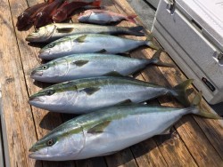 ゲームフィッシング バレントン 釣果