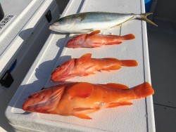 オーシャンキッズ 釣果