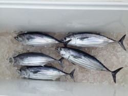 オーシャンキッズ 釣果