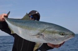 ジギング船 BLUEWATER 釣果