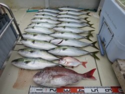 アジアマリンサービス 釣果