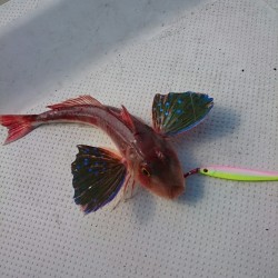 小型ボートでは厳しいウネリ・・・