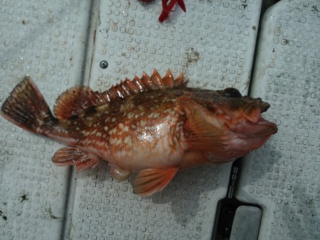 ガシラ釣れました