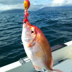 初アコウ釣れました