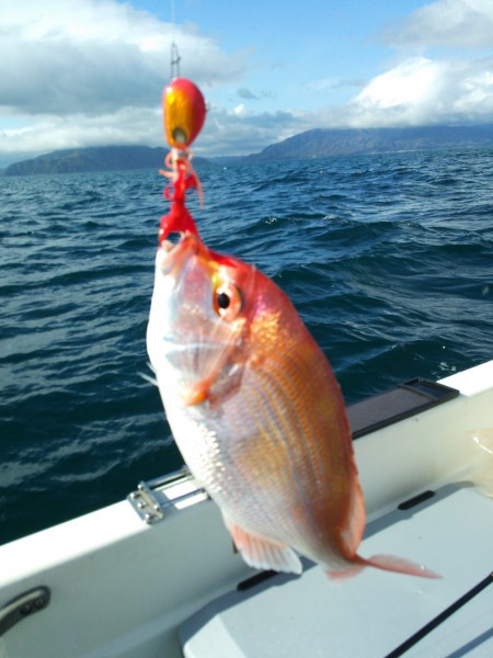 初アコウ釣れました