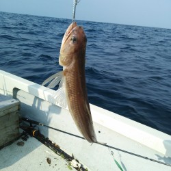 エソ釣れました