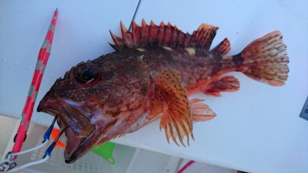 由良でジギング