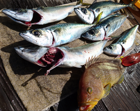 マイボート釣行