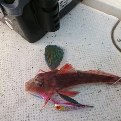 小型ボートでは厳しいウネリ・・・