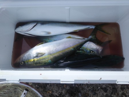 久しぶりの出船