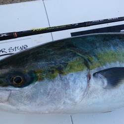 アルバトロスで小鰤ゲット❗