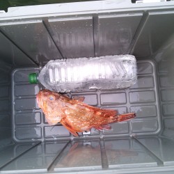 ガシラ釣れました