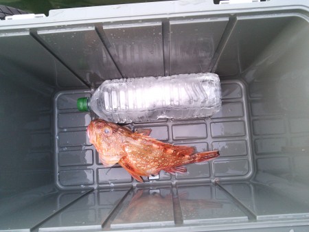 ガシラ釣れました