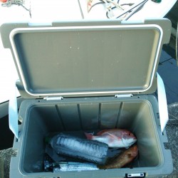 初アコウ釣れました