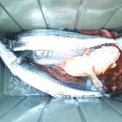 エソ釣れました