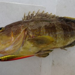 マイボート釣行