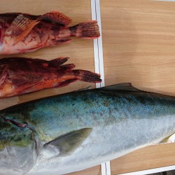 由良でジギング