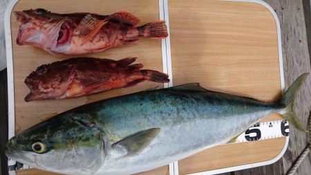 由良でジギング