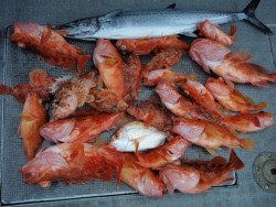 Marine Pro Y's　第…